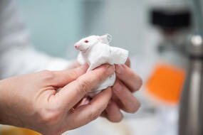 Образец ткани